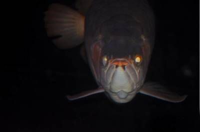 紅龍魚眼睛邊緣發(fā)白【紅龍魚眼睛邊緣發(fā)白怎么辦】 紅龍魚眼睛邊緣發(fā)白【紅龍魚眼睛邊緣發(fā)白怎么辦】 龍魚百科 第2張