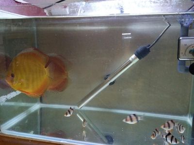 龍魚魚食什么好（龍魚專用飼料品牌推薦,如何搭配龍魚的飲食結構）