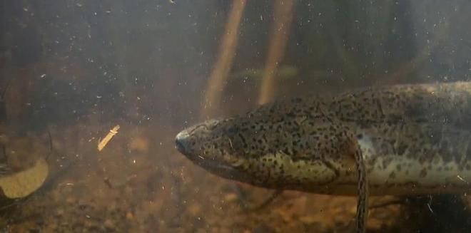 肺魚棲息地保護(hù)措施：關(guān)于肺魚棲息地保護(hù)的具體措施