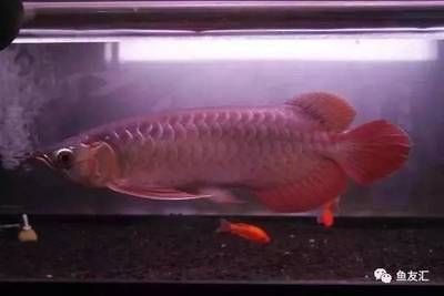 紅色的龍魚價格是多少錢一條（紅色龍魚的價格）