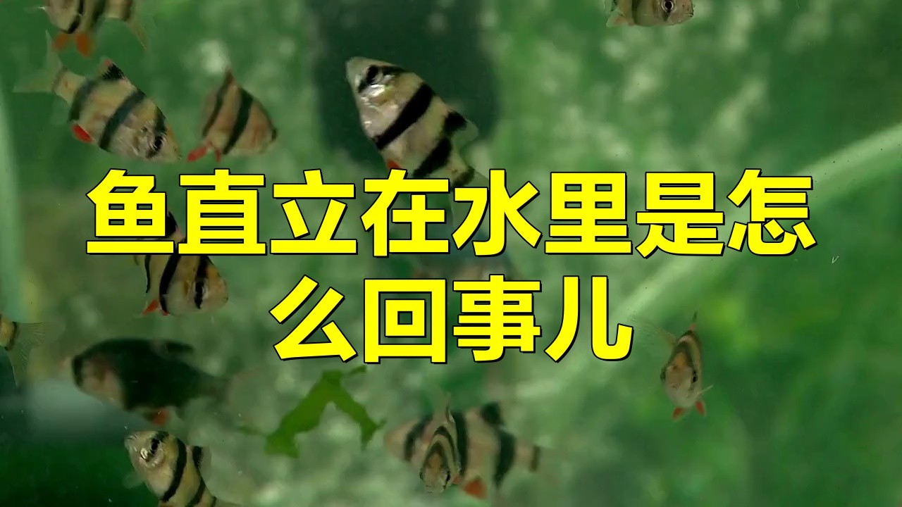龍魚(yú)豎著游為什么