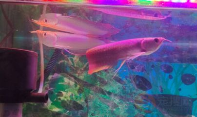 龍魚的年齡怎么估測(cè)龍魚的壽命：龍魚的大小與年齡的關(guān)系 龍魚的年齡怎么估測(cè)龍魚的壽命：龍魚的大小與年齡的關(guān)系 龍魚百科 第1張