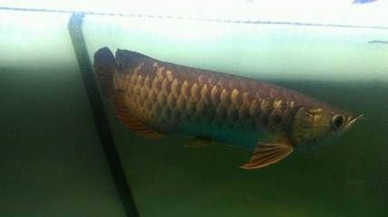 北京買金龍魚去哪里買好 北京買金龍魚去哪里買好 龍魚百科 第2張