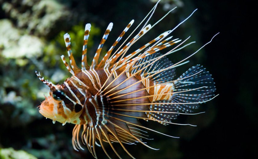 哪些品牌的藥物對治療龍魚鰓蓋爛洞有效？ 哪些品牌的藥物對治療龍魚鰓蓋爛洞有效？ 龍魚百科 第6張