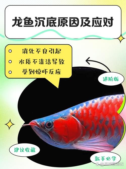 龍魚病癥與治療方法圖片