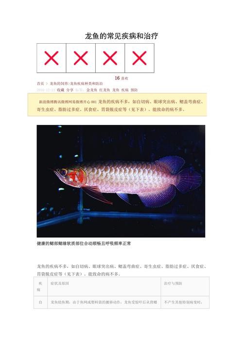 龍魚病癥與治療方法圖片