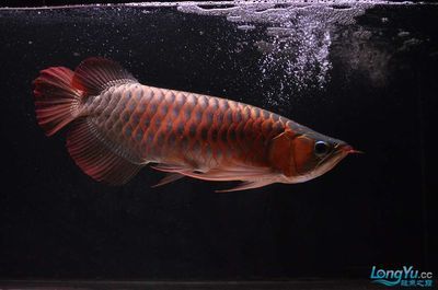 紅龍魚尾巴邊緣發白是什么病：紅龍魚尾巴邊緣發白是什么原因引起的