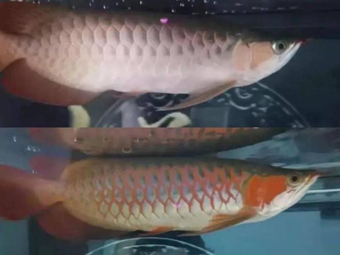 給我一張金龍魚發色過程分析圖