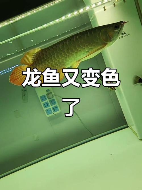 給我一張金龍魚發色過程分析圖