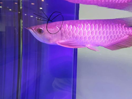 給我一張金龍魚發色過程分析圖