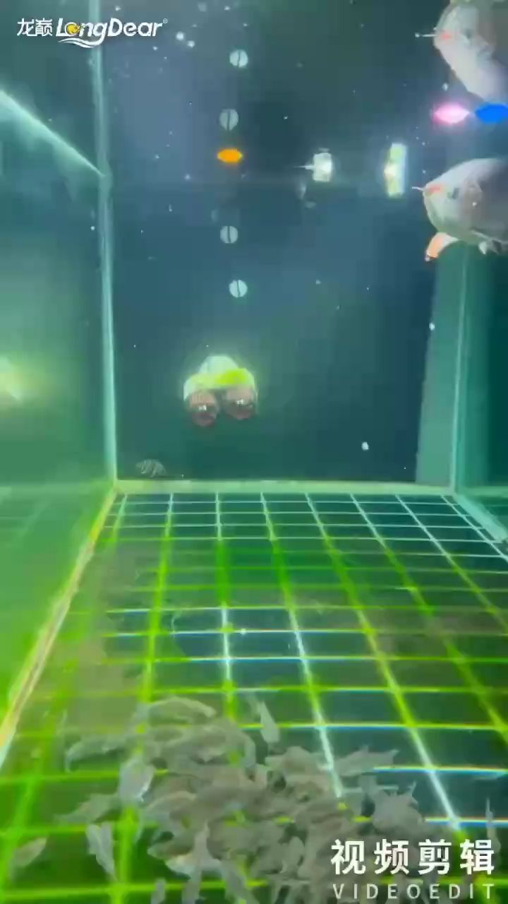 龍魚怎么樣養殖的好：龍魚養殖需要考慮以下幾個關鍵點，龍魚怎么養殖好