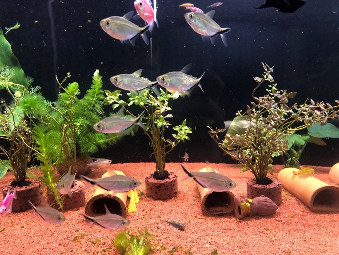 龍魚苗好養嗎怎么養活的：龍魚苗好養嗎怎么養活