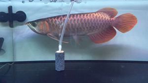 布齊美拉龍魚：關于“布齊美拉龍魚”的幾個問題