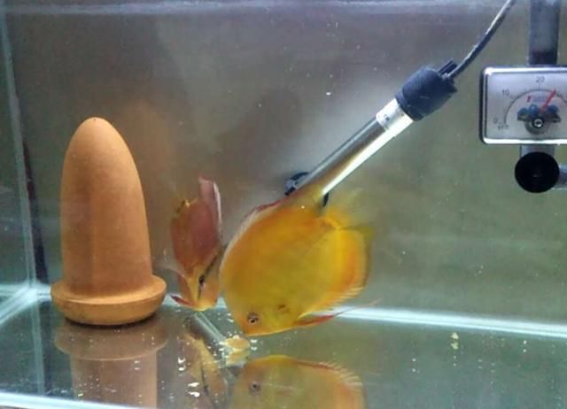 魚苗拒食可能病因分析：魚苗拒食可能由多種因素引起