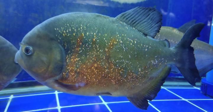 魚缸才換了水,為什么還是渾濁發白，如何正確處理新水防止渾濁