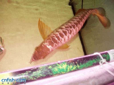 龍魚壁紙高清全屏，高清全屏的龍魚壁紙