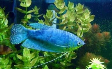 龍魚(yú)眼睛變白怎么回事：龍魚(yú)眼睛變白可能是由于以下幾個(gè)原因針對(duì)龍魚(yú)眼睛變白的情況