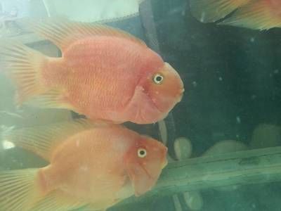 龍魚(yú)眼睛變白怎么回事：龍魚(yú)眼睛變白可能是由于以下幾個(gè)原因針對(duì)龍魚(yú)眼睛變白的情況
