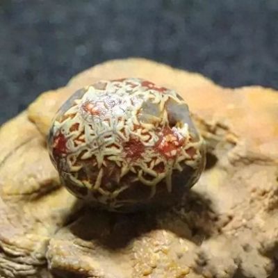 龍魚眼外蒙多久能好：龍魚眼外蒙是一種常見的眼部疾病，如何預防龍魚蒙眼病