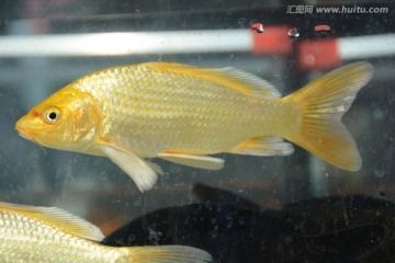 龍魚身上有白色絮狀物怎么辦（龍魚身上出現白色絮狀物可能是水霉病引起的，要注意治療） 龍魚身上有白色絮狀物怎么辦（龍魚身上出現白色絮狀物可能是水霉病引起的，要注意治療） 龍魚百科 第2張