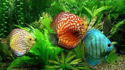 龍魚(yú)分泌物的性質(zhì)和影響（龍魚(yú)吐出的白色絮狀物可能與健康問(wèn)題有關(guān)，可能與健康有關(guān)）