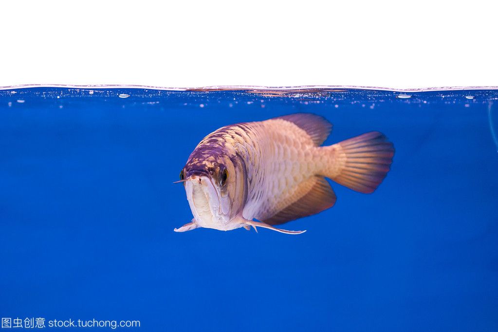 龍魚(yú)分泌物的性質(zhì)和影響（龍魚(yú)吐出的白色絮狀物可能與健康問(wèn)題有關(guān)，可能與健康有關(guān)）