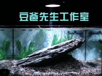 水鴉魚缸最建議買的三個顏色