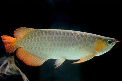 龍魚分布：龍魚的分布情況及其在不同地區的養殖環境要求