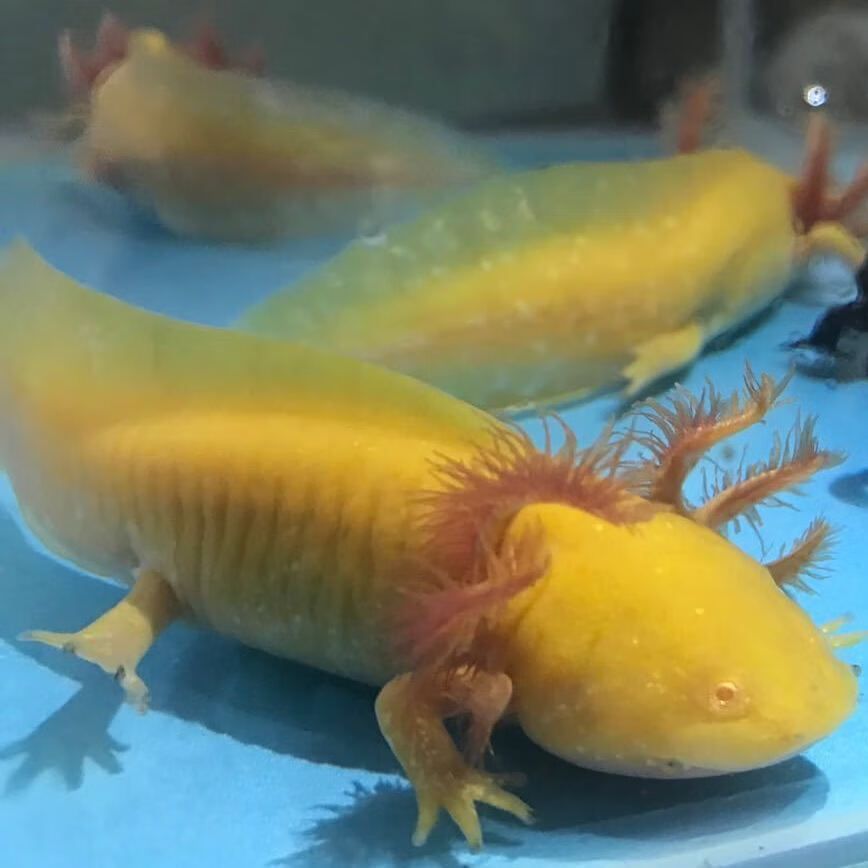 六角恐龍魚可以吃水果嗎？：六角恐龍魚可以吃水果嗎 六角恐龍魚可以吃水果嗎？：六角恐龍魚可以吃水果嗎 龍魚百科 第3張