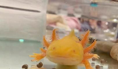 六角恐龍魚可以吃水果嗎？：六角恐龍魚可以吃水果嗎 六角恐龍魚可以吃水果嗎？：六角恐龍魚可以吃水果嗎 龍魚百科 第5張