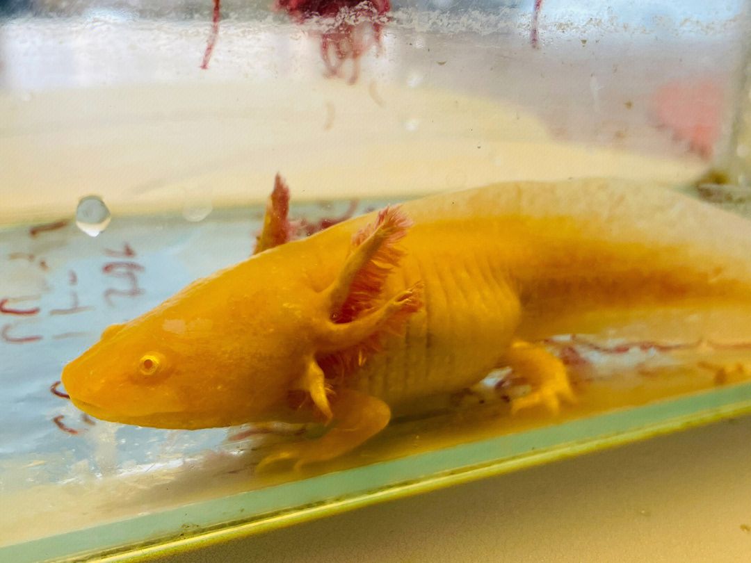 六角恐龍魚可以吃水果嗎？：六角恐龍魚可以吃水果嗎 六角恐龍魚可以吃水果嗎？：六角恐龍魚可以吃水果嗎 龍魚百科 第2張