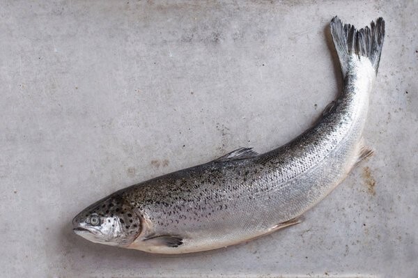 龍魚(yú)身上有小白點(diǎn)