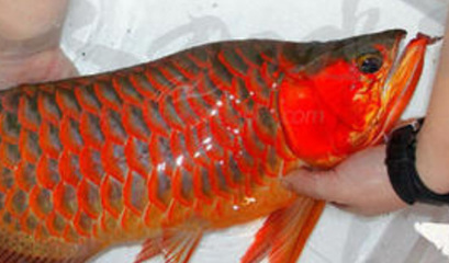海水金龍魚價格（關于海水金龍魚的價格信息未在搜索中找到參考信息）