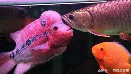 龍魚一公一母會打架？：一公一母的龍魚在混養情況下可能會發生打架行為的可能性