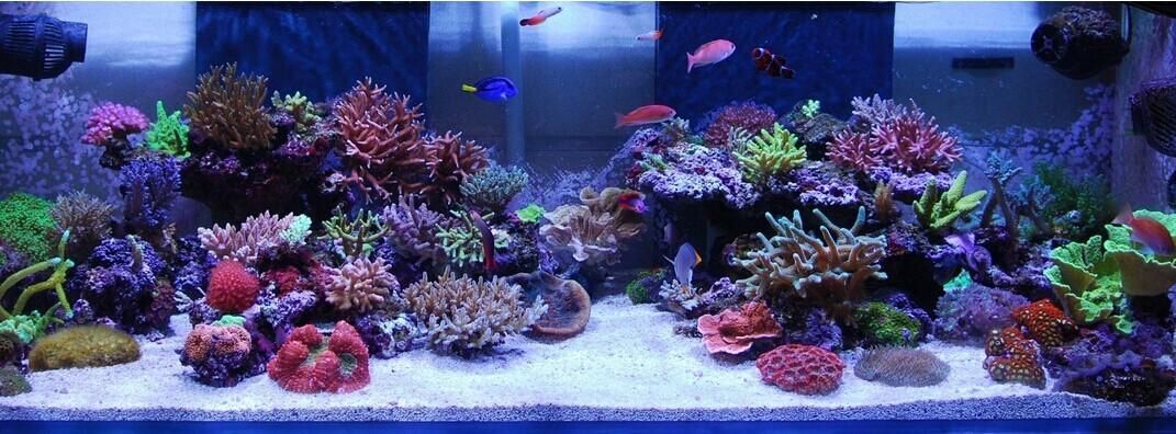 龍魚缸放珊瑚骨影響：放珊瑚骨對龍魚缸中的珊瑚骨對龍魚缸的影響是什么