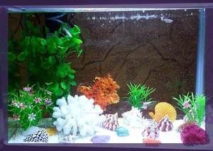 龍魚缸放珊瑚骨影響：放珊瑚骨對龍魚缸中的珊瑚骨對龍魚缸的影響是什么
