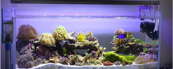 龍魚缸放珊瑚骨影響：放珊瑚骨對龍魚缸中的珊瑚骨對龍魚缸的影響是什么