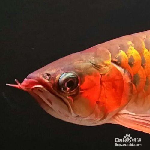 金龍魚半年不吃食了有什么辦法嗎：金龍魚不吃東西怎么辦