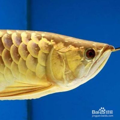 金龍魚(yú)半年不吃食了有什么辦法嗎：金龍魚(yú)不吃東西怎么辦