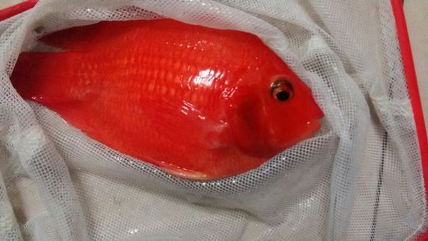 紅龍魚鰭發黑怎么回事：紅龍魚鰭發黑可能是由于多種原因引起的，詳細介紹 紅龍魚鰭發黑怎么回事：紅龍魚鰭發黑可能是由于多種原因引起的，詳細介紹 龍魚百科 第3張