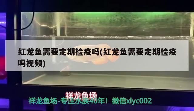 紅龍魚需要定期檢疫嗎（紅龍魚檢疫不合格怎么辦）