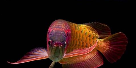 養龍魚的水質要求：龍魚水質管理的常見誤區