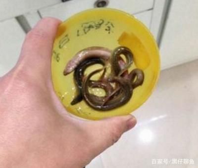 龍魚最長時間可以多長時間不吃食:龍魚可以承受最長不進食時間嗎? 龍魚百科 第3張 龍魚最長時間可以多長時間不吃食:龍魚可以承受最長不進食時間嗎? 龍魚最長時間可以多長時間不吃食:龍魚可以承受最長不進食時間嗎? 龍魚百科 第3張