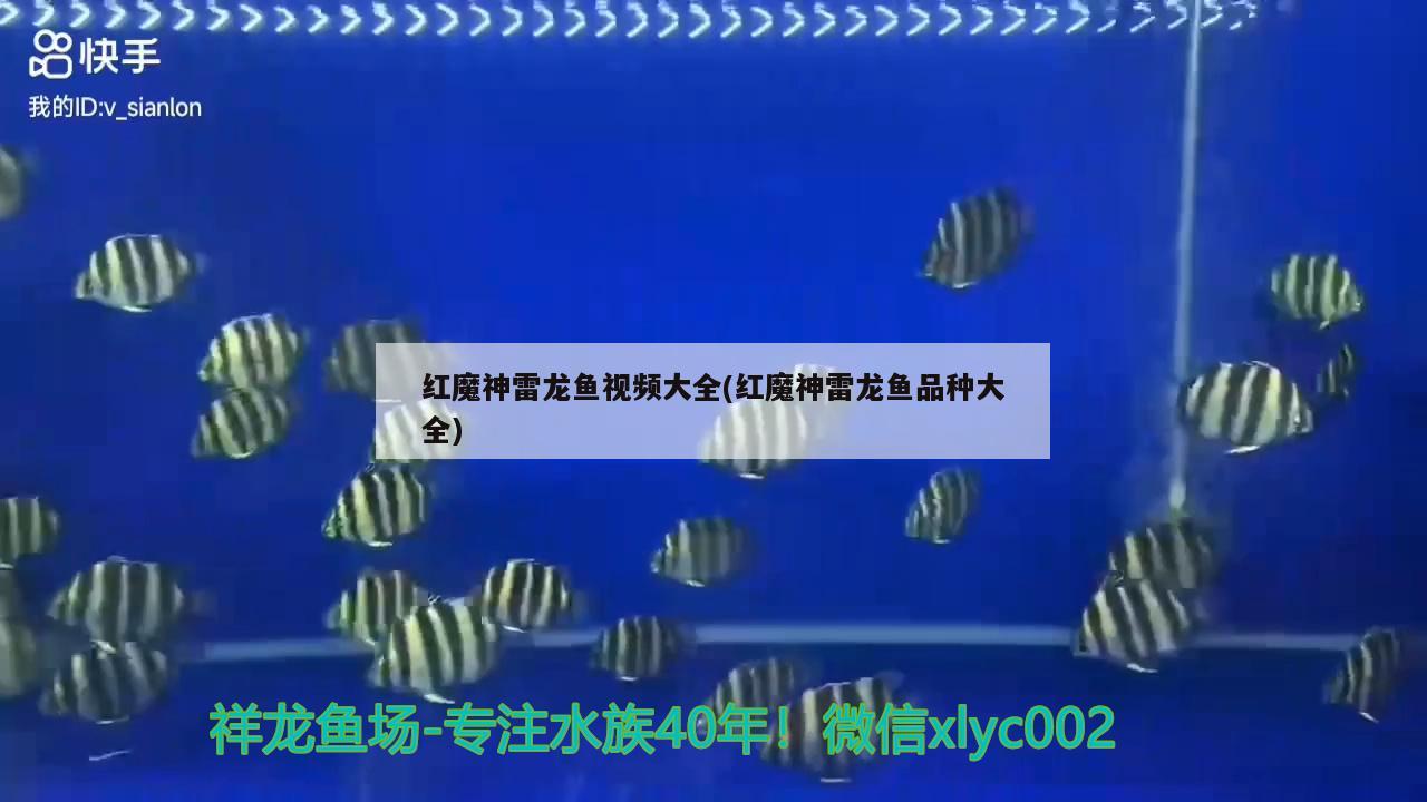 紅魔神雷龍魚視頻大全(紅魔神雷龍魚品種大全) 紅魔神雷龍魚視頻大全(紅魔神雷龍魚品種大全) 龍魚百科
