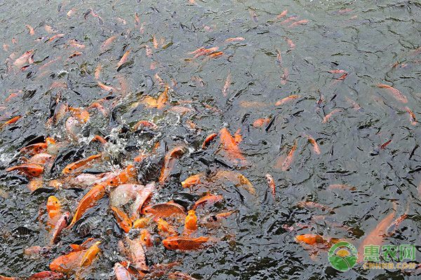 雙線側魚疾病預防措施：雙線側魚疾病預防