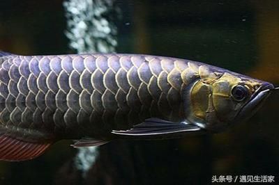 金龍魚粗框細框哪個好一點：金龍魚的粗框細框怎么看，到底是粗框好還是細框好