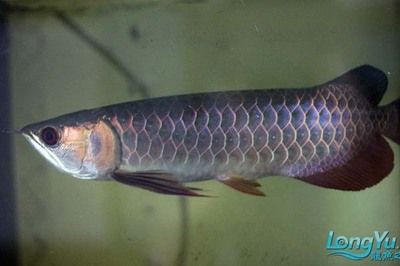 金龍魚粗框細框哪個好一點：金龍魚的粗框細框怎么看，到底是粗框好還是細框好