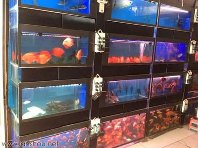 魚市常見觀賞魚：根據搜索結果列舉一些常見的觀賞魚種類