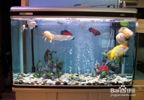 魚缸泵怎么安(魚缸泵品牌推薦) 龍魚百科 第5張 魚缸泵怎么安(魚缸泵品牌推薦) 魚缸泵怎么安(魚缸泵品牌推薦) 龍魚百科 第5張