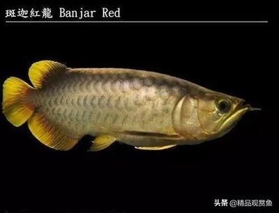龍魚的主要特征（龍魚的養殖方式） 龍魚的主要特征（龍魚的養殖方式） 龍魚百科 第1張